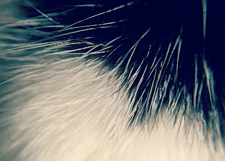 Cat hair macro