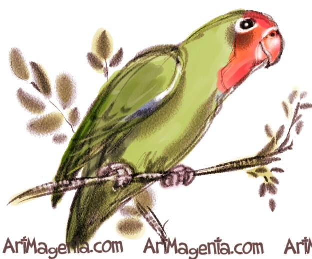 Red-headed Lovebird sketch painting. Bird art drawing by illustrator Artmagenta.
