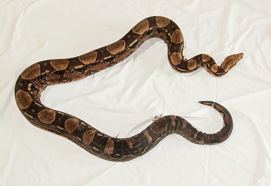 Pacific Science Center Life Sciences: Our Snake with an Ache