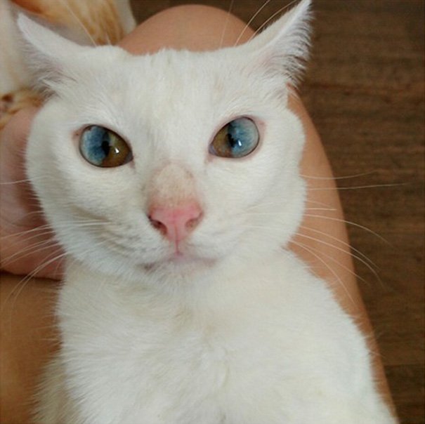 Τα μάτια αυτής της γάτας έχουν ένα εσωτερικό σύμπαν (Φώτο)