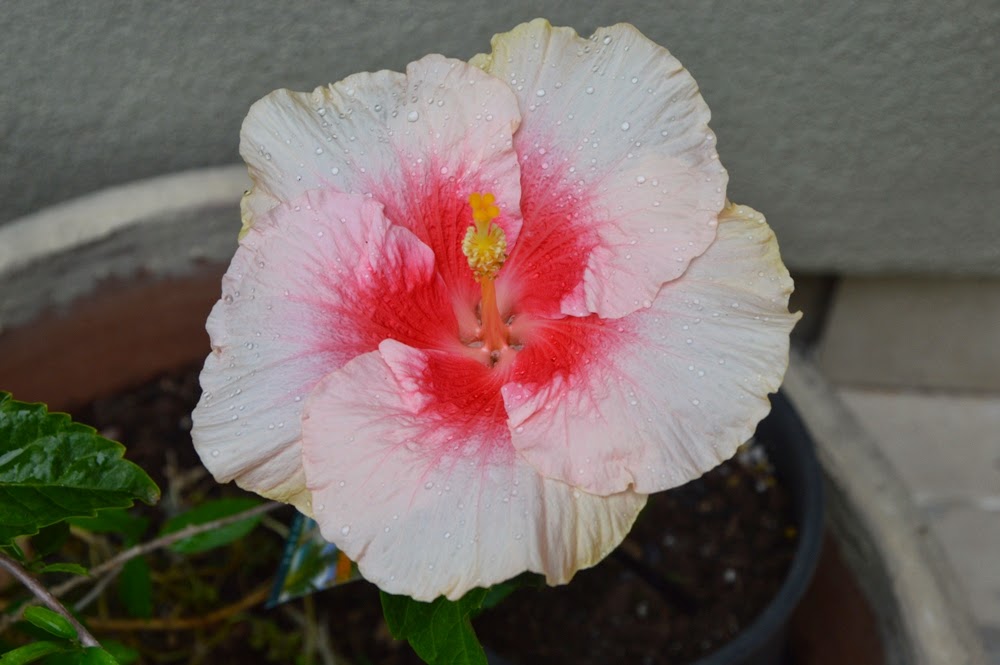 Tropical Breeze is a Sydney tropical garden filled with a wide variety ...
