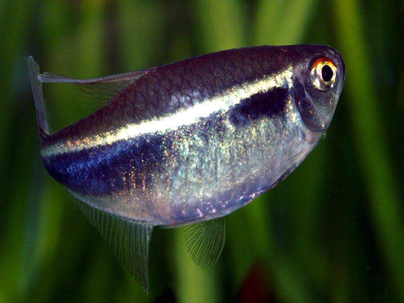 Amazing Fresh Water Fish NEON TETRA