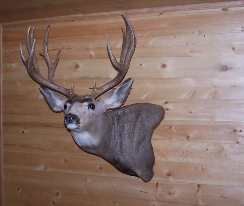 True to Life Taxidermy Full Sneak Wall Pedestal