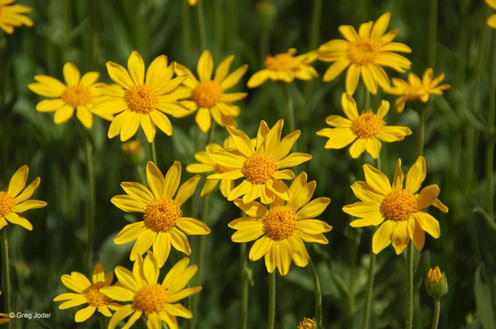 arnica arnica montana herbalist adnan