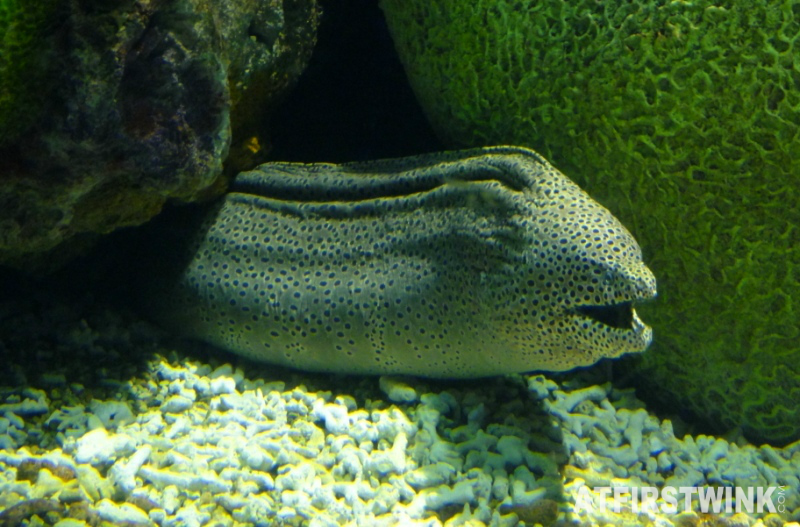 Osaka Aquarium Kaiyukan exotic eel
