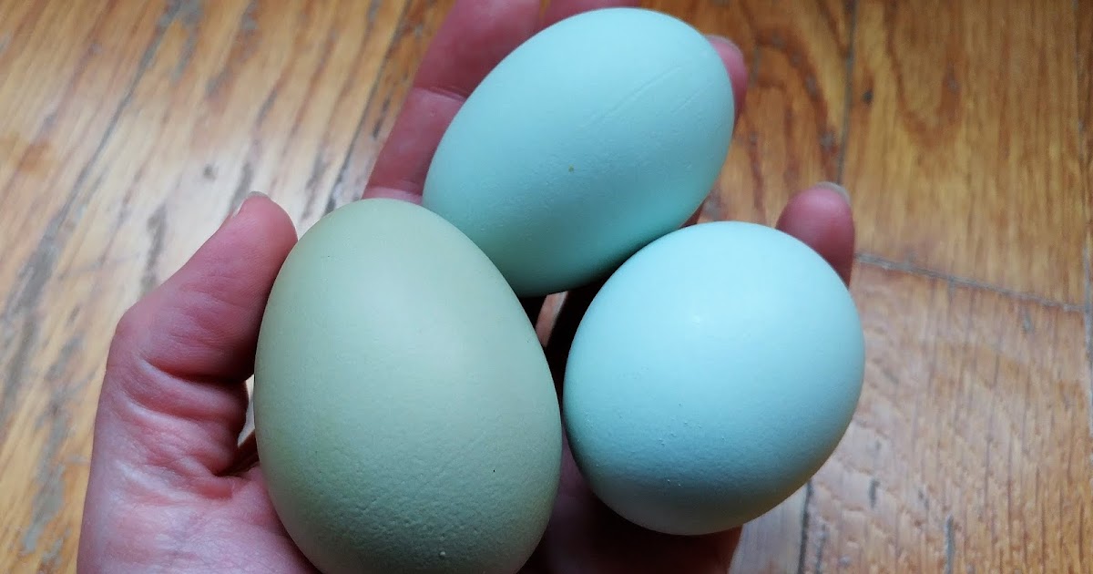 Pam's Backyard Chickens Chicken Breeds That Lay Blue or Green Eggs Pam's Backyard Chickens Chicken Breeds That Lay Blue or Green Eggs