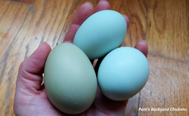 If you're planning your first flock or considering adding some new birds, blue and green egg laying hens ensure you'll have a colorful egg basket all year round.