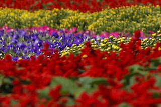 फूल की फोटो, गुलाब के फूल का फोटो, गुलाब का फूल डाउनलोड, फूल गुलाब, फूल के नाम, फूलों के नाम चित्र सहित, कमल के फूल, फूलों की जानकारी, फूल की खेती