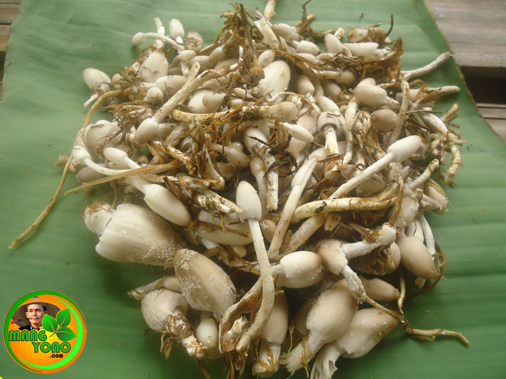 Berburu jamur merang (Volvariella volvacea) tumbuh di tumpukan jerami