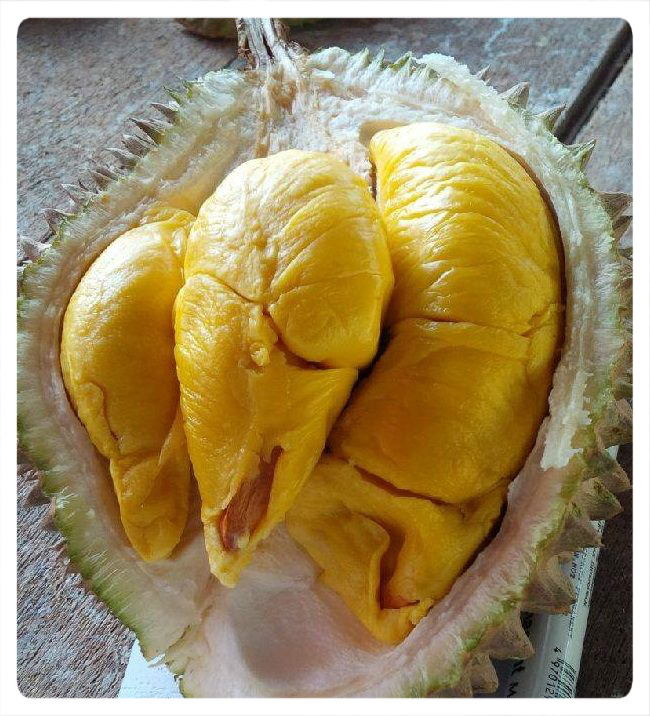 Cita Tani Nursery Ns0154959 Benih Durian Duri Hitam