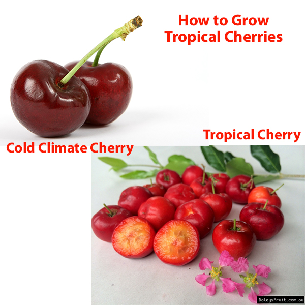 Daleys Fruit Tree Blog Christmas Cherries in Warm Climates