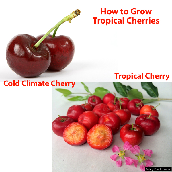 Daleys Fruit Tree Blog: Christmas Cherries in Warm Climates