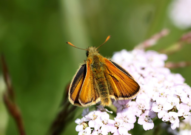 Small Skipper - Kent