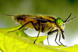 fly deer science eggs medicine wings