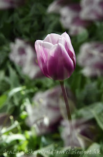 庫肯霍夫公園, Keukenhof, 荷蘭, holland, netherlands