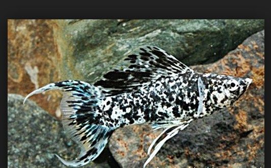 Ikan Hias Marmer Lyretail Molly