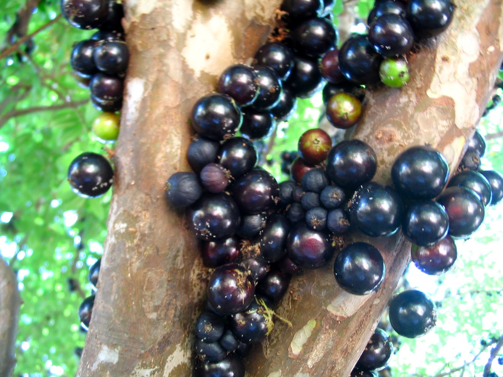 Florez Nursery Jaboticaba fruit