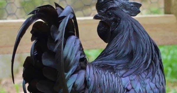 Ayam Cemani Her Şeyi Siyah Olan Tavuk / Horoz