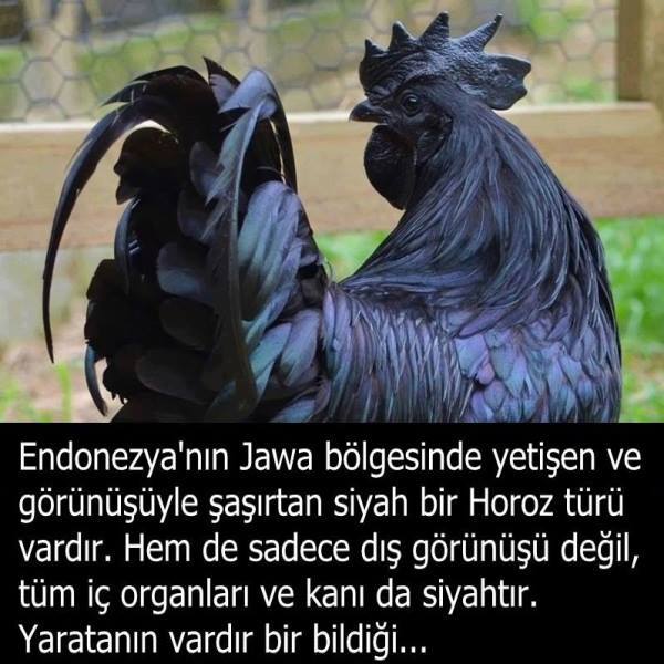 Ayam Cemani: Her Şeyi Siyah Olan Tavuk / Horoz