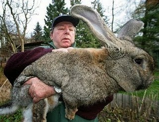 Para los amantes de los conejos.