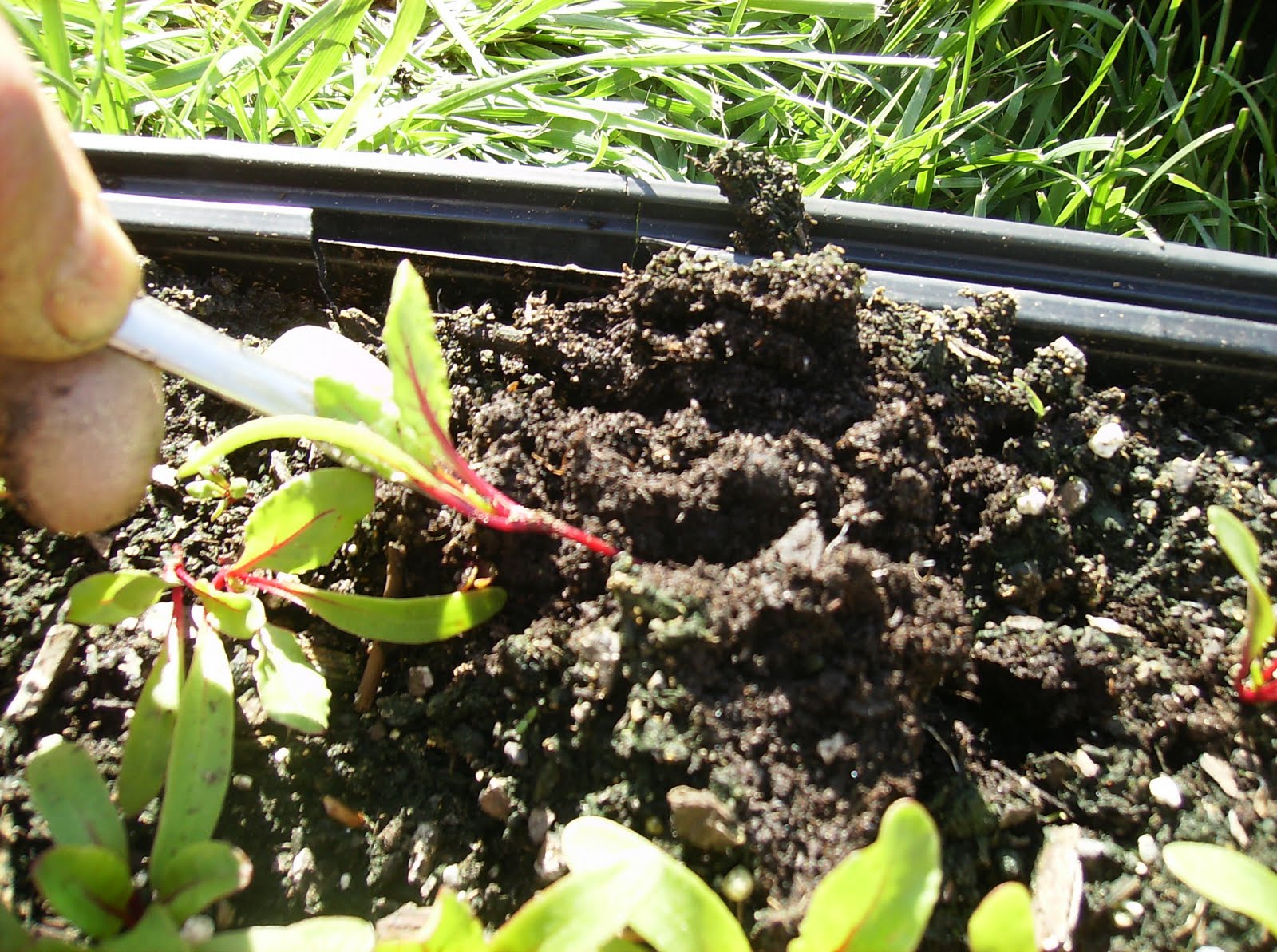 The Rusted Vegetable Garden