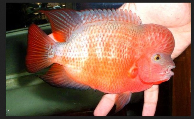 Budidaya Ikan Louhan