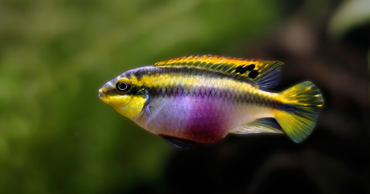 How to Maintain Cichlids in the Aquarium - fish-hobbyist