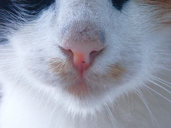 multi-colored cat cute nose