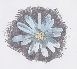 Anenome