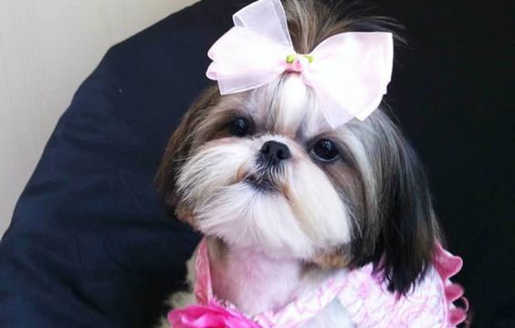 Fotos de shih tzu