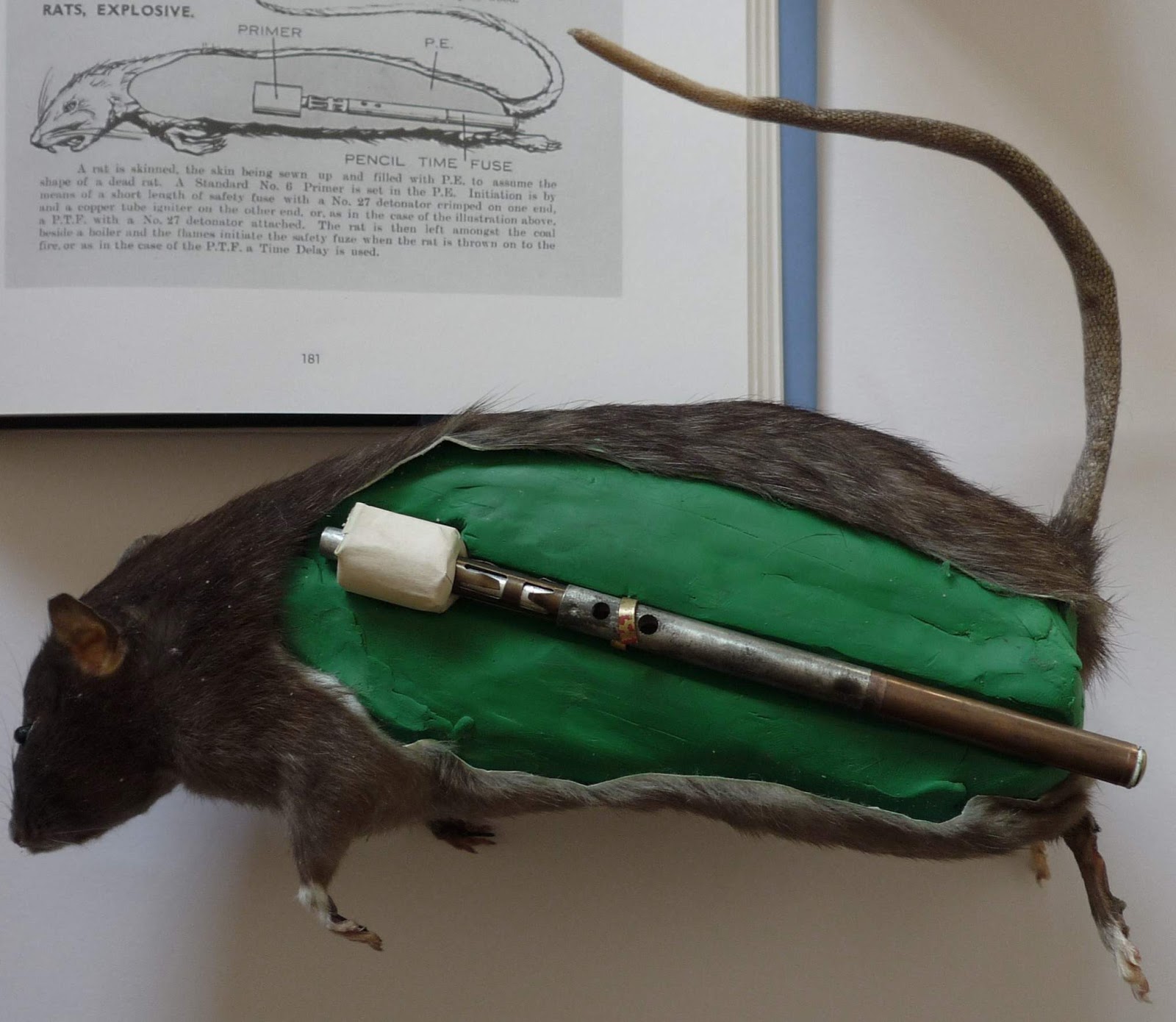 Картинки по запросу ww2 rats