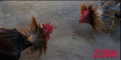 SABUNG AYAM: AYAM BANGKOK TERMAHAL HINGGA RATUSAN JUTA RUPIAH