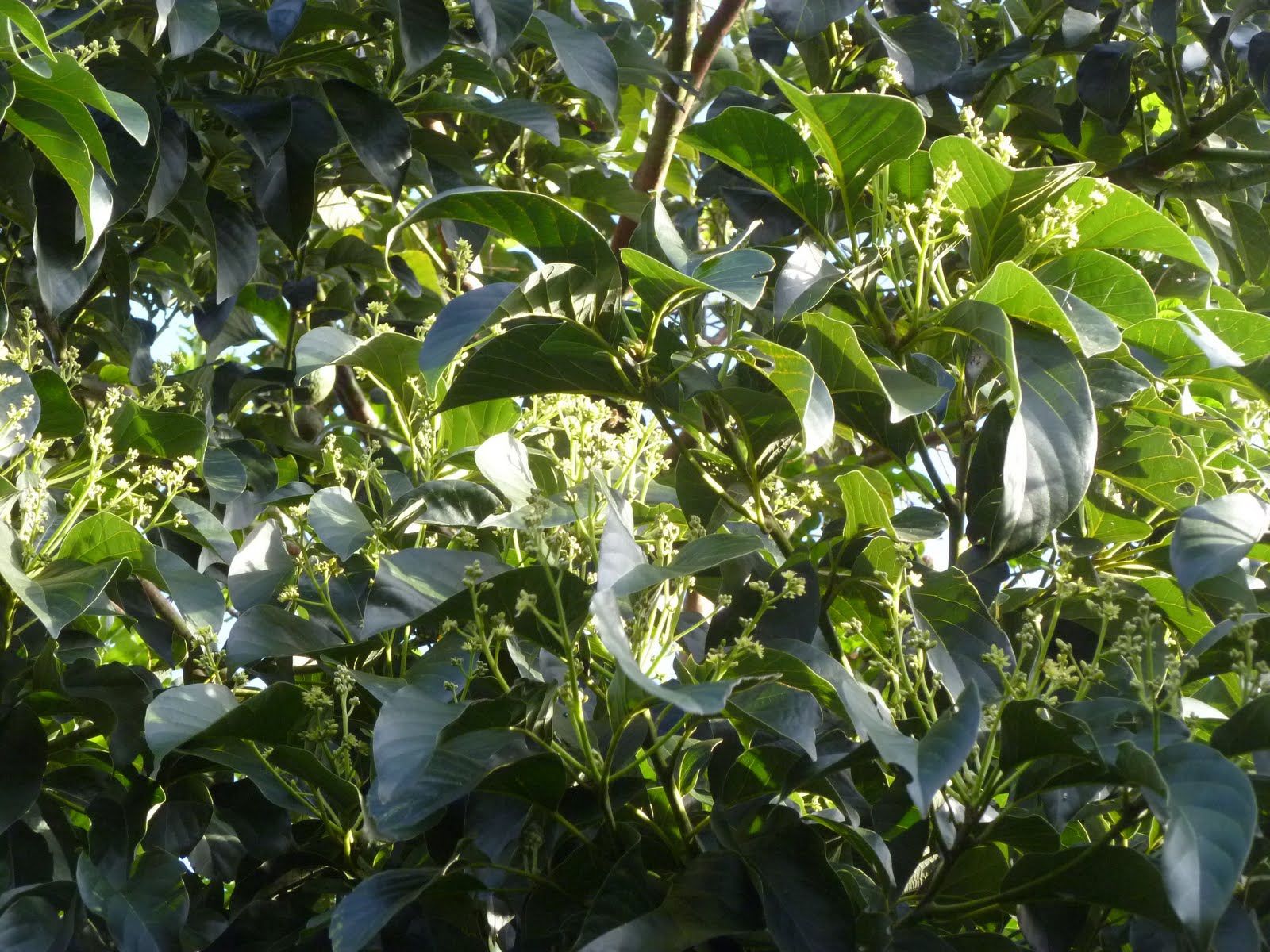 Maui Jungalow Avocado Trees in Bloom