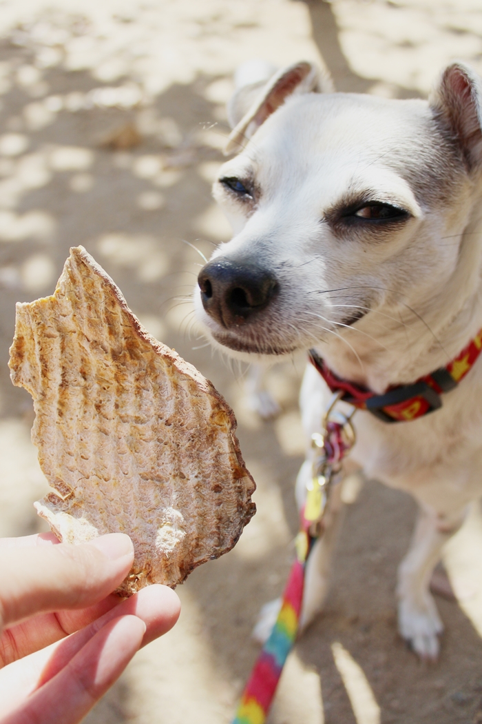 BARKWORTHIES ALL NATURAL SWEET POTATO CHIPS DOG TREATS REVIEW!