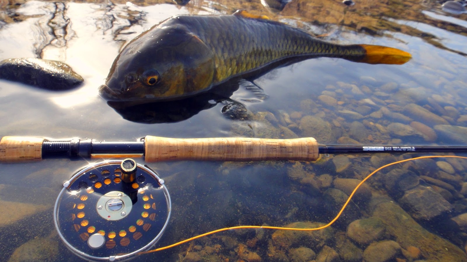 It's Tokyo Style Winter carp on dry fly, Tokyo. / Pesca con mosca seca