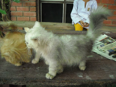 Arnab Changlun Rabbits: gambar anak kucing yang baru