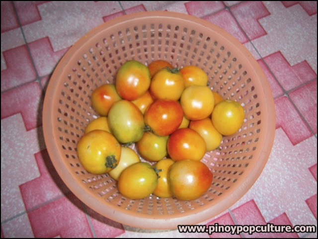 Bahay-Kubo, kamatis, tomatoes, Solanum lycopersicum, Lycopersicum esculentum