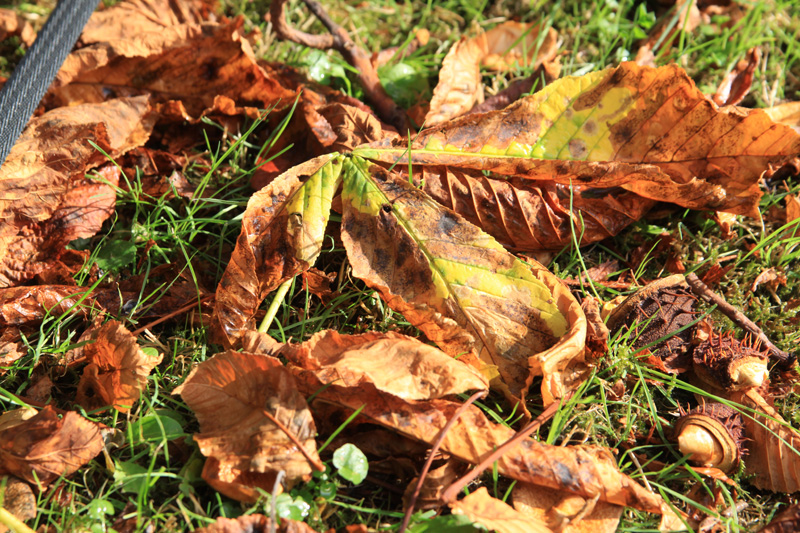 Healing Weeds Sweet chestnuts x Horse