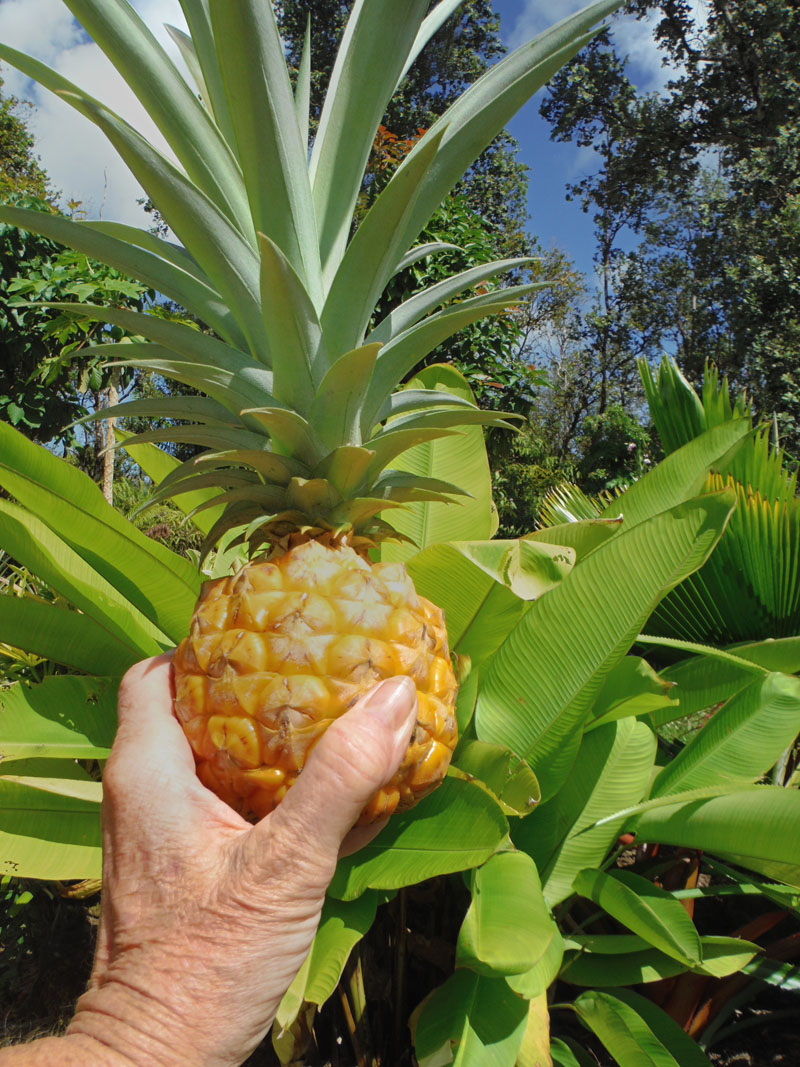 Haysmer Hawaii Pineapples and Hummingbirds
