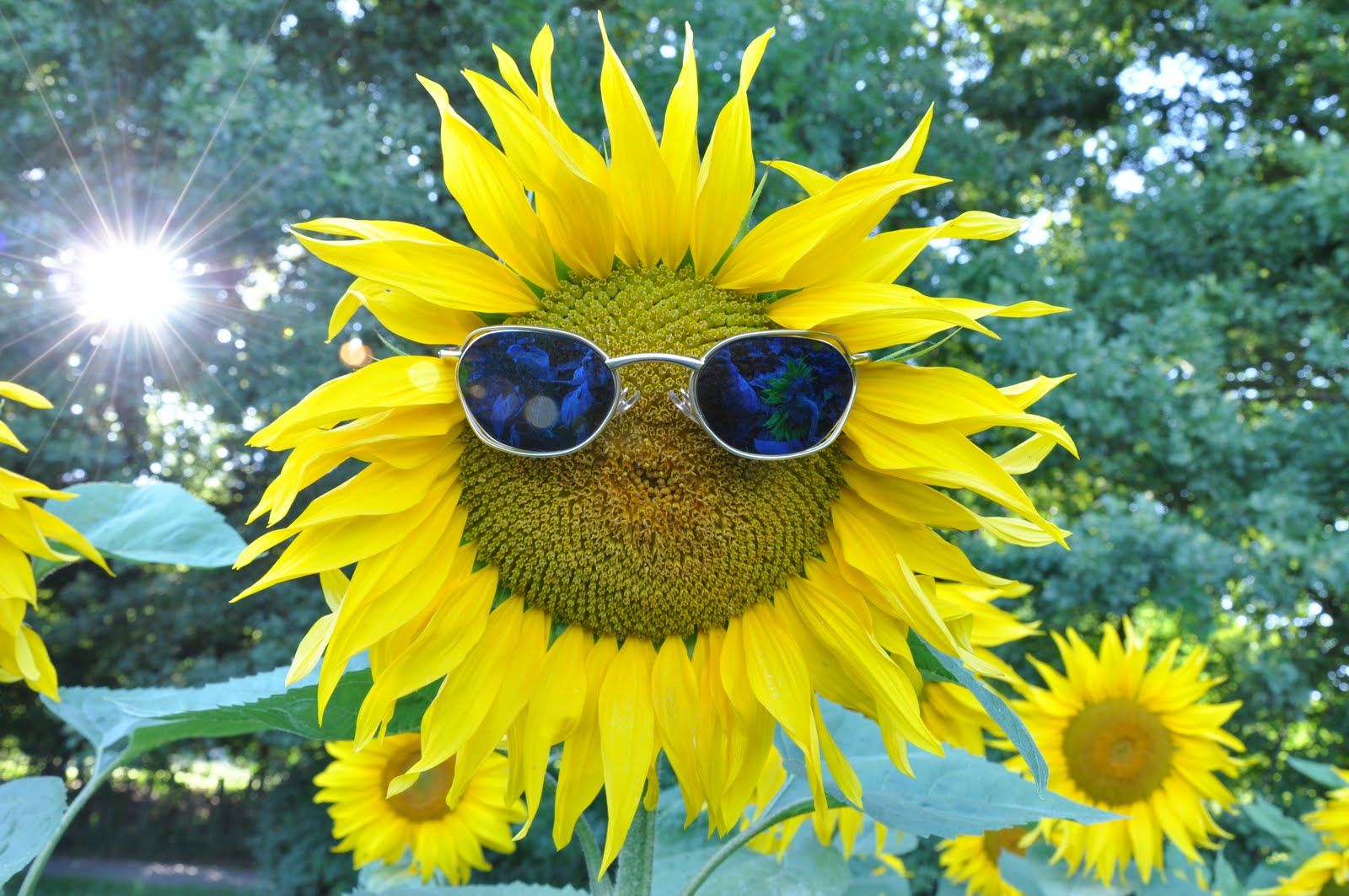 Tournesol+avec+lunettes.JPG