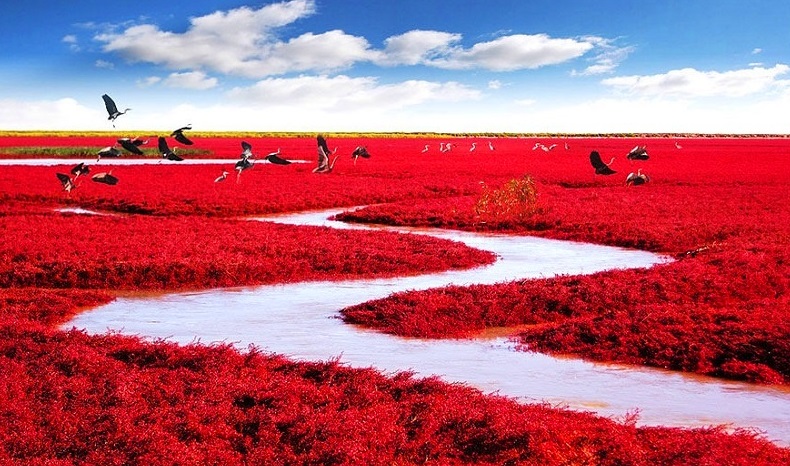 Red Beach, Panjin (China) - The Incredible Way of Nature To Turn Water Into Red Color