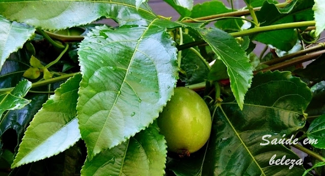 Benefícios e propriedades das folhas de maracujá