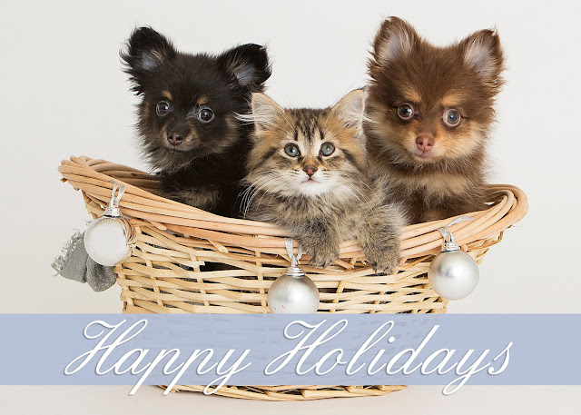 if you would like to purchase this card as well and help the animals of michigan humane click here - Humane Society Christmas Cards if you would like to purchase this card as well and help the animals of michigan humane click here - Humane Society Christmas Cards