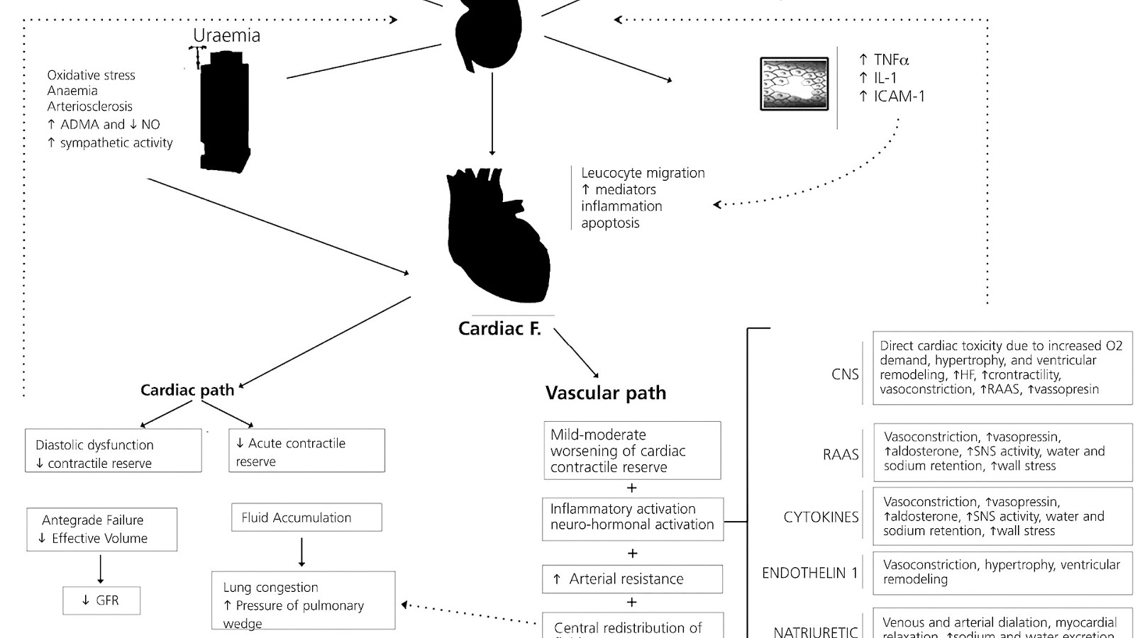 Compensatory Mechanisms For Heart Failure Hear Choices