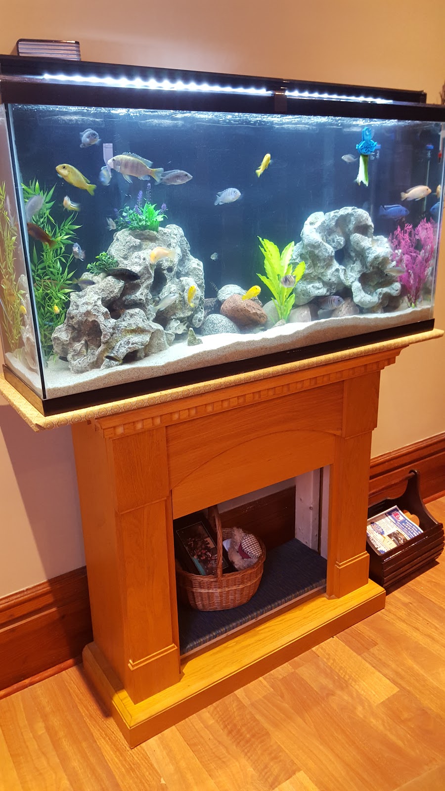 60 gallon aquarium