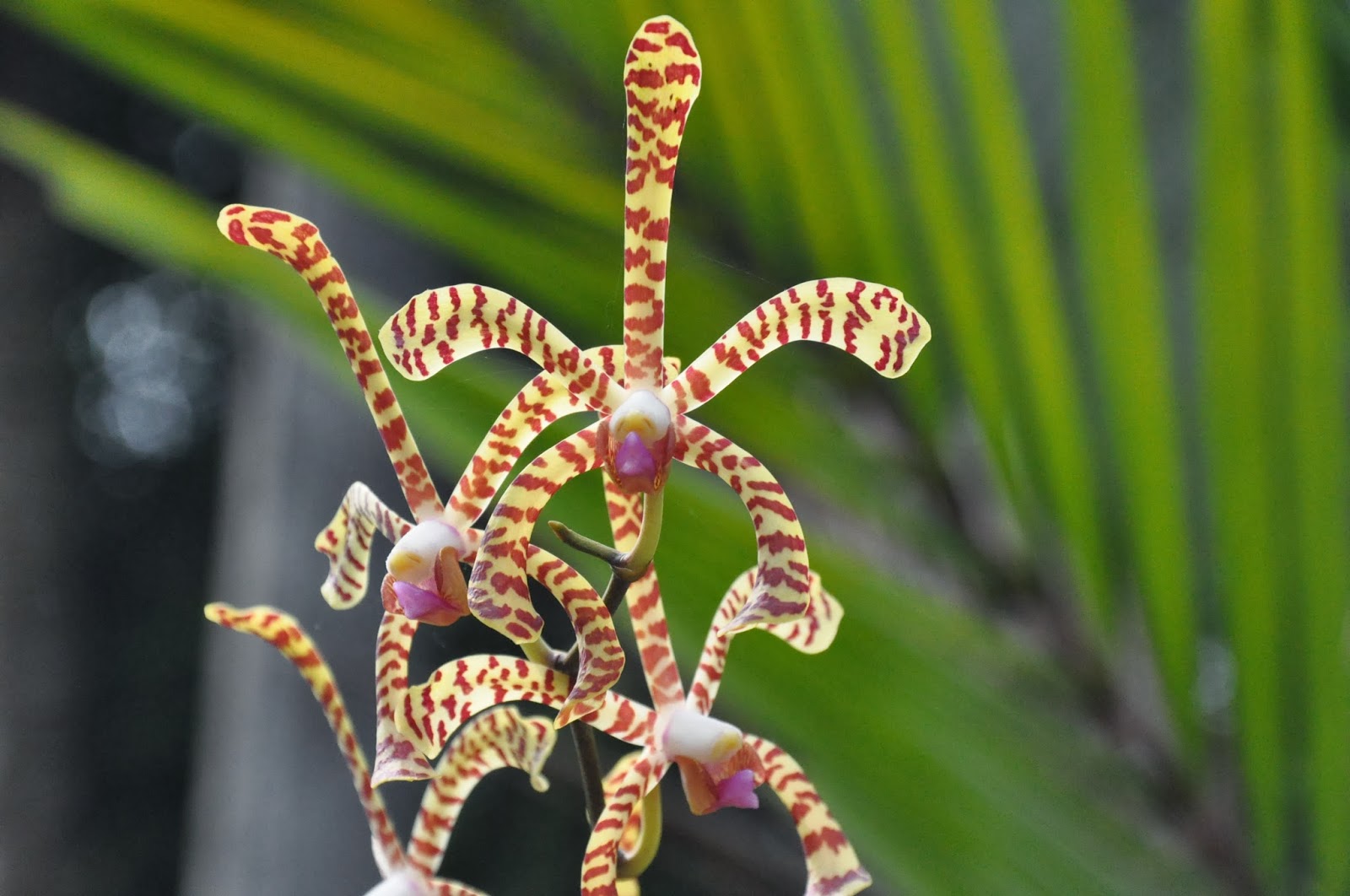 Images of Sri Lanka on 'Scorpion orchid', homegarden