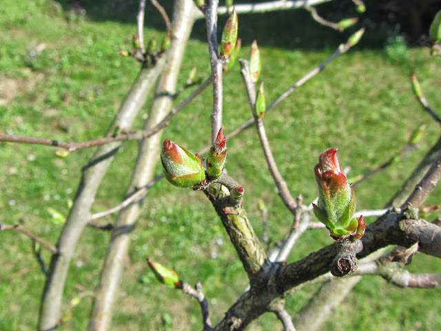 Apertura gemme del Nespolo Comune