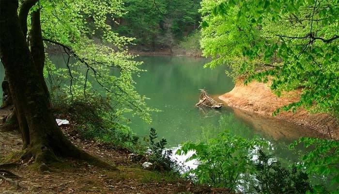 Белградский лес в стамбуле Белградский лес в стамбуле