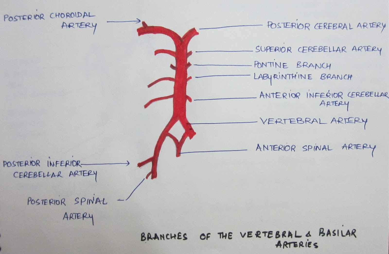 Brain & Mind - A to Z: Basic Neuroanatomy for the Beginner ( Brain