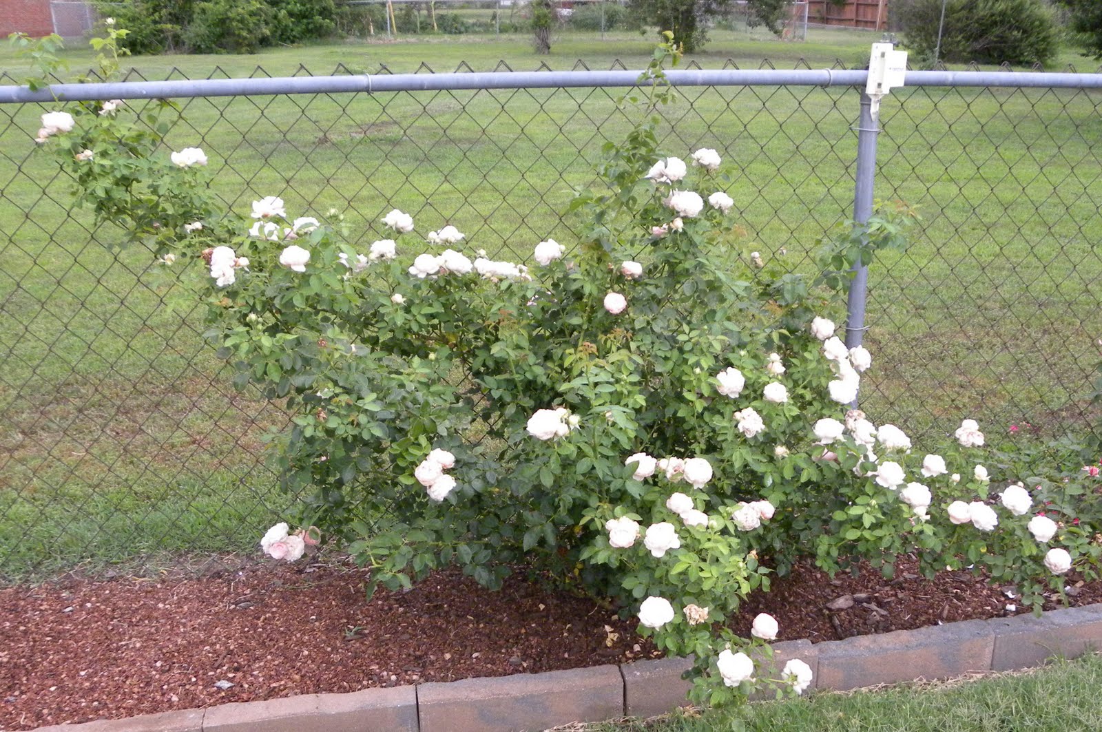 Сейнт Свизан